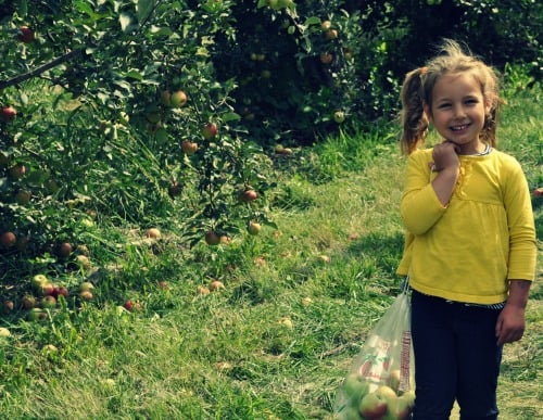 Apple picking Afton Apple