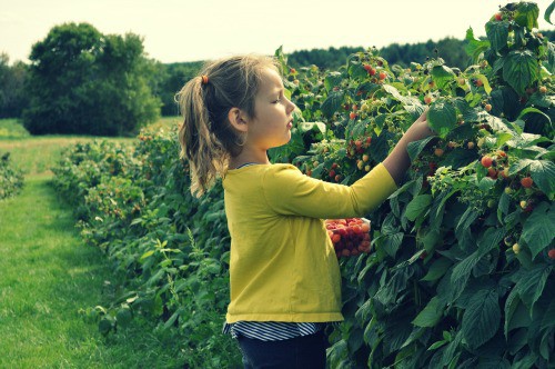 Berry Picking at Afton Apple