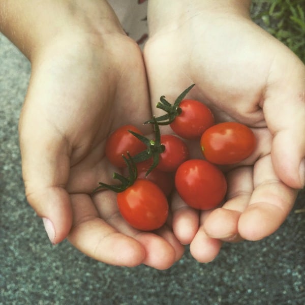 Summer Bucket List Tomatoes